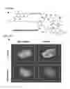 Fig. 12 - Near infrared label and methods of use thereof