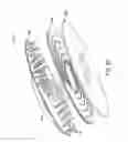 Fig. 41 - RAPID CLOSING SURGICAL CLOSURE DEVICE