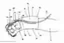 Fig. 01 - An Intravenous Cannula Retainer