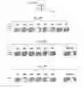 Fig. 14 - Methodology for creating sets of related word games and puzzles based on linking rationally chosen letter pairs and/or triplets and linking words that are transformations of each other