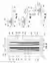 Fig. 19 - METHOD OF MANUFACTURING A VARIABLE-RADIUS LAMINATED RADIUS FILLER
