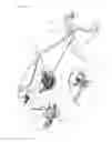 Fig. 15 - Bicycle single-acted gear-shifting device and its unidirectional operator mechanism