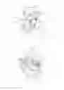 Fig. 06 - STRAPPING ARRANGEMENT