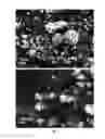 Fig. 02 - METAL HYDRIDE NANOPARTICLES