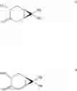 Fig. 13 - METHODS OF SYNTHESIS OF INGENOL AND INTERMEDIATES THEREOF