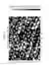 Fig. 05 - UNIVERSAL READER MOLECULE FOR RECOGNITION TUNNELING