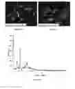Fig. 08 - Sulphate salts of N-(3-(4-(3-(diisobutylamino)propyl)piperazin-1-yl)propyl)-1H-benzo[d]imidazol-2-amine, preparation thereof and use of the same