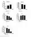 Fig. 12 - Sulphate salts of N-(3-(4-(3-(diisobutylamino)propyl)piperazin-1-yl)propyl)-1H-benzo[d]imidazol-2-amine, preparation thereof and use of the same