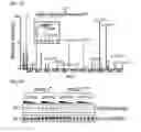 Fig. 03 - COMPOSITIONS AND METHODS FOR TREATING NEURODEGENERATIVE DISEASES AND CARDIOMYOPATHY