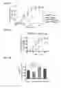 Fig. 05 - COMPOSITIONS AND METHODS FOR TREATING NEURODEGENERATIVE DISEASES AND CARDIOMYOPATHY