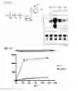 Fig. 21 - COMPOSITIONS AND METHODS FOR TREATING NEURODEGENERATIVE DISEASES AND CARDIOMYOPATHY