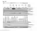 Fig. 29 - COMPOSITIONS AND METHODS FOR TREATING NEURODEGENERATIVE DISEASES AND CARDIOMYOPATHY
