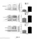 Fig. 08 - Peptide stimulator of cell survival and proliferation