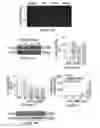 Fig. 02 - Therapeutics for the induction of endogenous steroidogenesis and methods associated with their identification