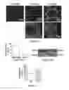 Fig. 11 - Therapeutics for the induction of endogenous steroidogenesis and methods associated with their identification