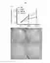 Fig. 09 - Anti-angiogenic molecules, nanostructures and uses thereof