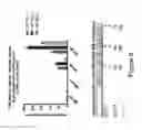 Fig. 07 - BIOLOGICALLY ACTIVE PEPTIDOMIMETIC MACROCYCLES