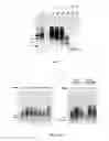 Fig. 04 - Cyclized transthyretin peptide and methods of use therefor