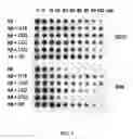 Fig. 05 - Cyclized transthyretin peptide and methods of use therefor