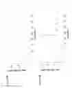 Fig. 11 - Polypeptides