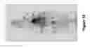 Fig. 19 - Polypeptides