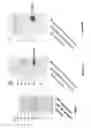 Fig. 02 - Vectors encoding rod-derived cone viability factor