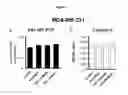 Fig. 08 - Interference peptides and use thereof