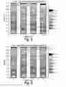 Fig. 08 - Methods of shifting an isoelectric profile of a protein product and uses thereof