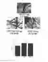 Fig. 02 - Compositions And Methods For Macular Degeneration