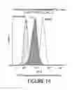Fig. 16 - Antibody molecules to PD-L1 and uses thereof