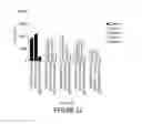Fig. 22 - Antibody molecules to PD-L1 and uses thereof