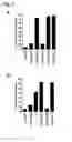 Fig. 04 - CD20 Antibodies and Uses Thereof