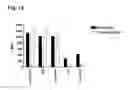 Fig. 15 - CD20 Antibodies and Uses Thereof
