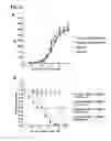 Fig. 32 - CD20 Antibodies and Uses Thereof