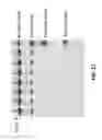 Fig. 12 - Methods of controlling the formation of disulfide bonds in protein solutions