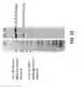 Fig. 13 - Methods of controlling the formation of disulfide bonds in protein solutions