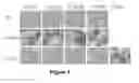 Fig. 03 - Antibodies that bind to Jagged 1