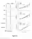 Fig. 13 - Antibodies that bind to Jagged 1