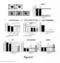 Fig. 14 - Antibodies that bind to Jagged 1