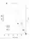 Fig. 24 - Antitumor peptide derived from a complementarity determining region of a humanized monoclonal antibody to NAP12B transporter