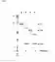 Fig. 02 - Binding molecules that bind human complement factor C2 and uses thereof