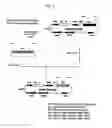 Fig. 04 - Recombinant antibody composition