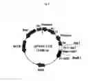Fig. 06 - Recombinant antibody composition