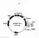Fig. 07 - Recombinant antibody composition