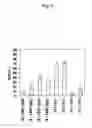 Fig. 09 - Recombinant antibody composition