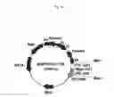 Fig. 15 - Recombinant antibody composition