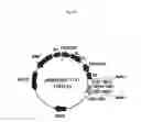 Fig. 17 - Recombinant antibody composition