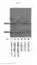 Fig. 18 - Recombinant antibody composition