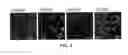 Fig. 04 - Chicken cells for improved virus production