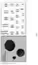 Fig. 04 - GENETIC MODIFICATION OF RATS